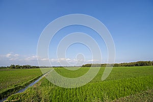 Green expanse of Indonesian rice fields