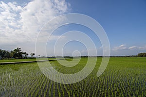 Green expanse of Indonesian rice fields