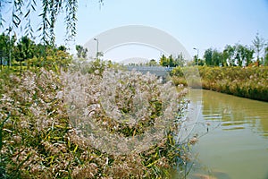 Green Expo Garden in Zhengzhou