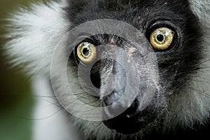 Green Eye Ape