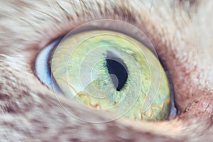 Green eye and black pupil of a gray cat close-up. Macro photography of the green and yellow eyes of a pet, profile