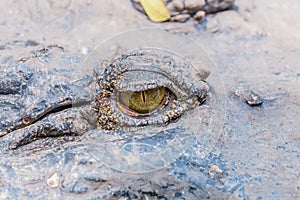 Green eye of the crocodile with muddy skin