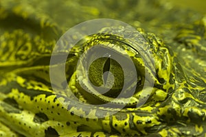 Green Eye of a green alligator photo