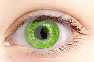 Green eye of the person close up photo