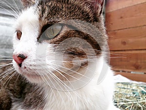 A Green Eyed Barn Cat