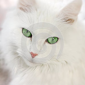 Green eyed cat