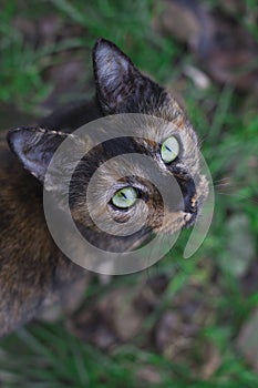 Green-eyed cat looking up
