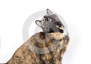 Green eyed cat looking up on a white background