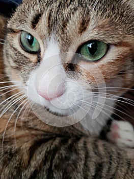 Green eyed Cat