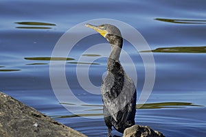 Green-eyed Cormorant by the water