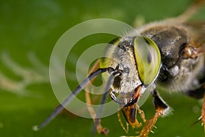 A green eyed cuckoo bee up close