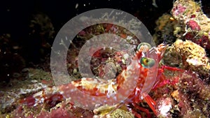 Green-eyed dancing shrimp in Indonesia