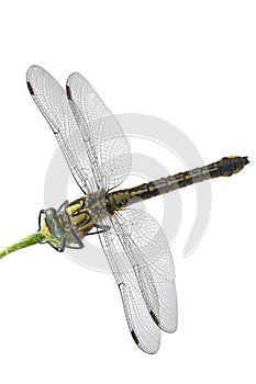 Green-eyed dragonfly