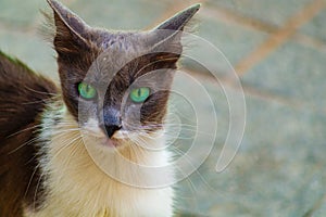 Green eyed gray and white cat stares intently. Angry funny, emotional shot, close-up photo