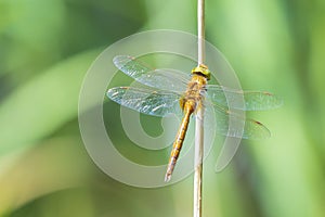 Green-eyed hawker Aeshna isoceles photo