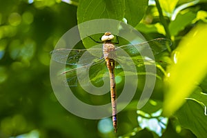 Green-eyed hawker Aeshna isoceles dragonfly resting