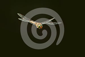 Green-eyed hawker Aeshna isoceles in flight on a dark background