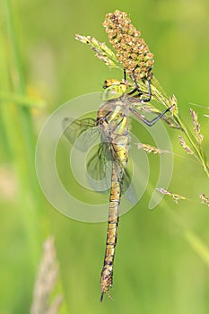 Green-eyed hawker Aeshna isoceles resting photo