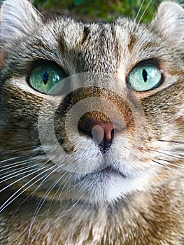 Green Eyed Highland Lynx Cat