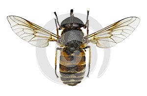 Green-eyed Horse Fly Philipomyia on white Background