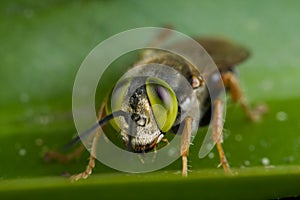 Green eyed, Larridae cuckoo wasp