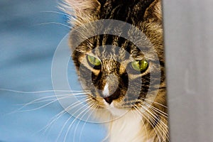 Green eyed mainecoon