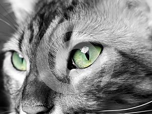 Green eyed monster in black and white
