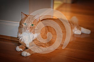 Green eyed orange tabby reclining