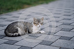 Green-eyed stray cat. Fluffy undomestic feline. Homeless animal on pavement