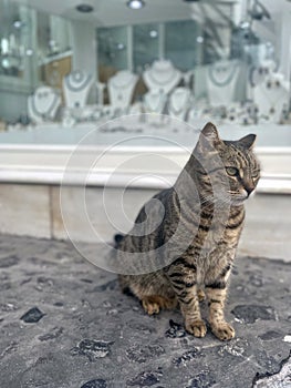 Green Eyed Stray European Cat Poses in Front of Jewelry Store