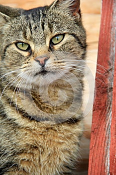 Green eyed tiger cat