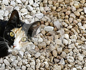 Green eyed wildcat a portrait with gravel as background