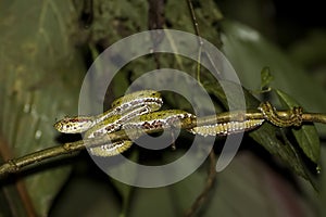 Green Eyelash Pit Viper Snake with Mosquito on Nose in Jungle