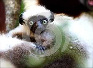 Green Eyes Baby Lemur