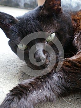 Green eyes of black cat. 