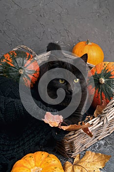 Green eyes black cat and orange pumpkins on gray cement background with autumn yellow dry fallen leaves.