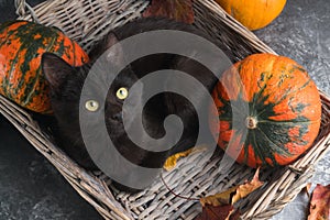 Green eyes black cat and orange pumpkins on gray cement background with autumn yellow dry fallen leaves.