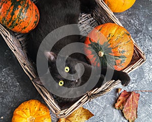 Green eyes black cat and orange pumpkins on gray cement background with autumn yellow dry fallen leaves.