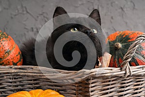 Green eyes black cat and orange pumpkins in wicker basket on gray cement background with autumn yellow dry fallen leaves.