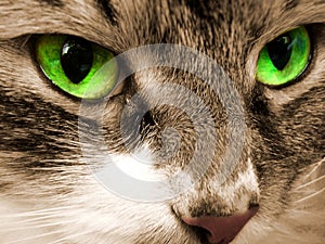 Green eyes of a cat.