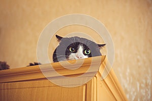 Green eyes cat. Cat close up hiding on a cupboard looking at viewer with space for advertising, artistic photo of playful kitten