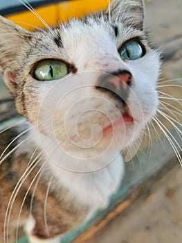 Green eyes cat looking up to the camera