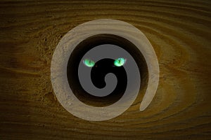 Green eyes of a mysterious animal look out of a dark opening on a wooden surface