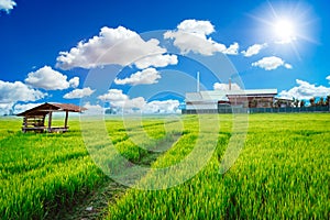 Green factory plant environment friendly processes living with clean air green rice field