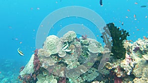 a green fan coral growing at rainbow reef in fiji