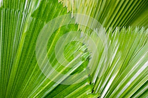 Green Fan Palm , Licuala palm nature abstract background