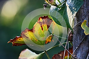 GREEN FAN SHAPED GINKGO BILOBA LEAVES WITH YELLOW AND RUST CHANGES