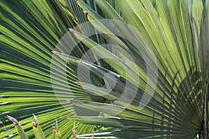 Green fan-shaped leaves of a palm tree