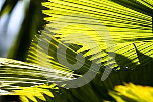 Green fan-shaped leaves of a palm tree