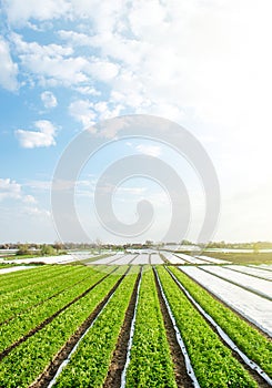 Green farm potato fields on an sunny morning day. Agricultural industry growing potatoes vegetables. Agroindustry and agribusiness